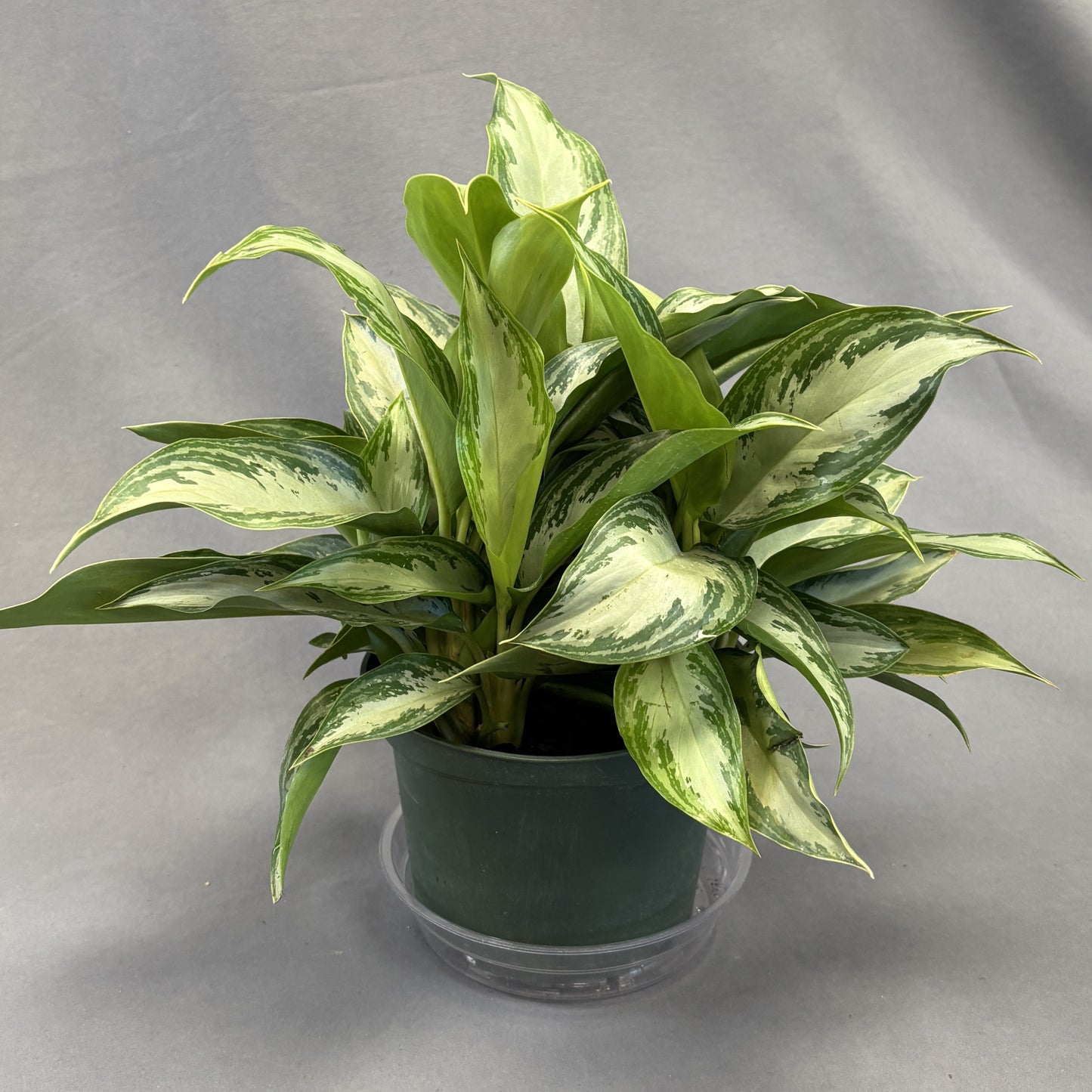 Aglaonema 'Leprechaun'