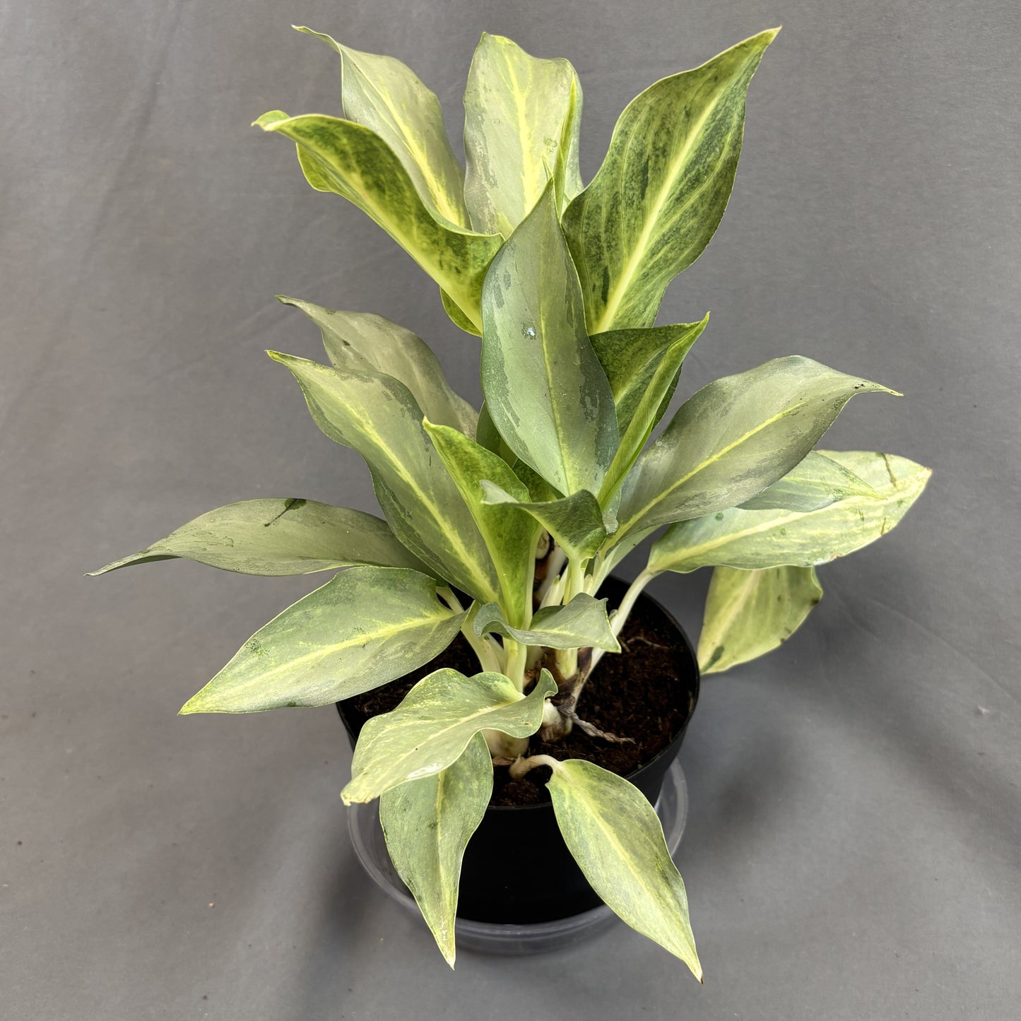 Aglaonema 'Phucket'