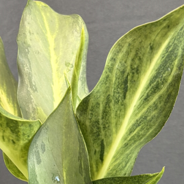 Aglaonema 'Phucket'
