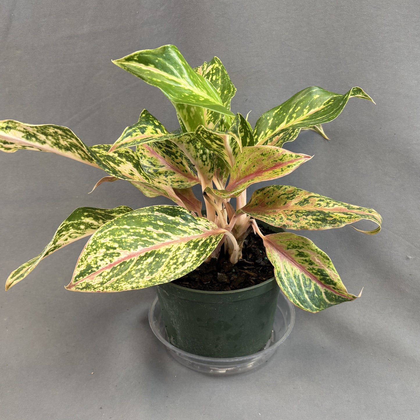 Aglaonema 'Sparkling Sarah'