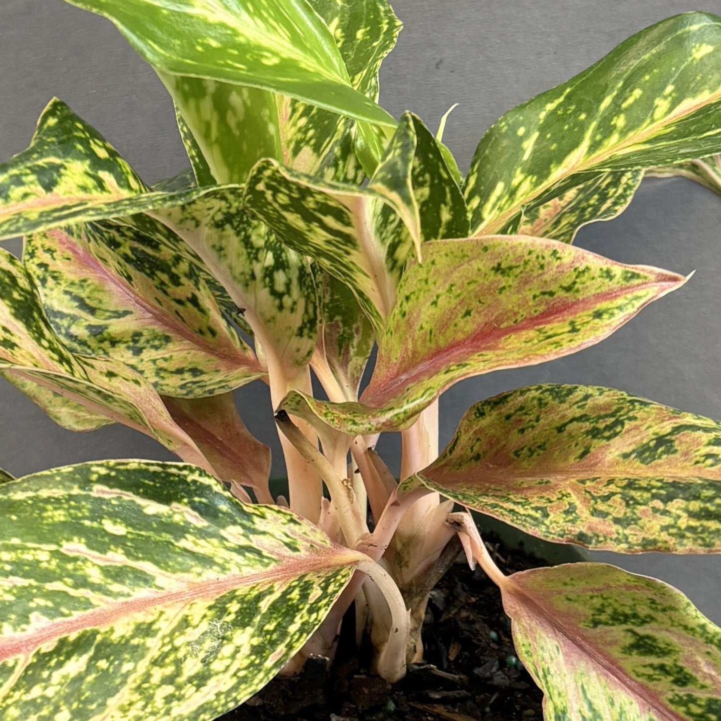 Aglaonema 'Sparkling Sarah'