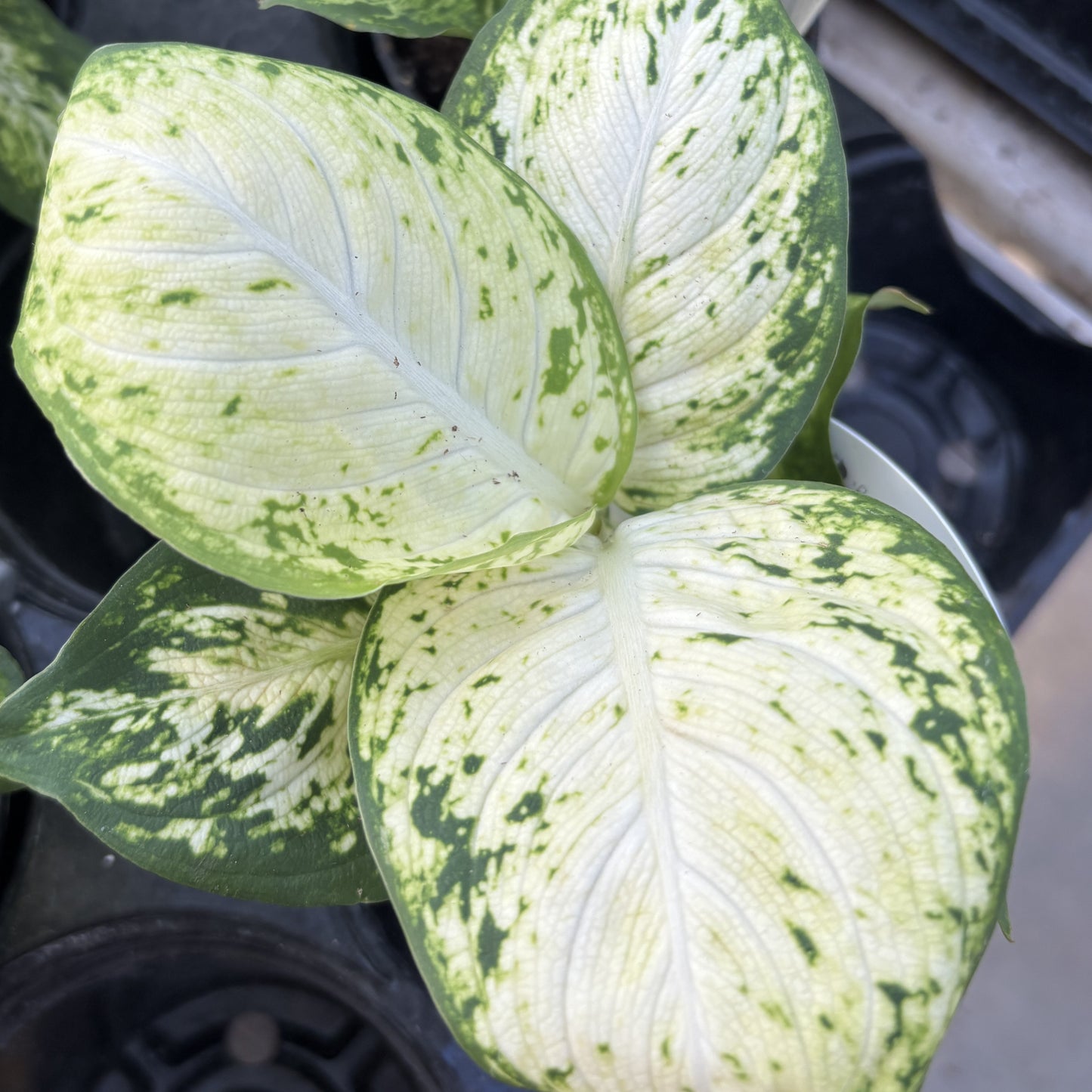 Dieffenbachia 'Amy'