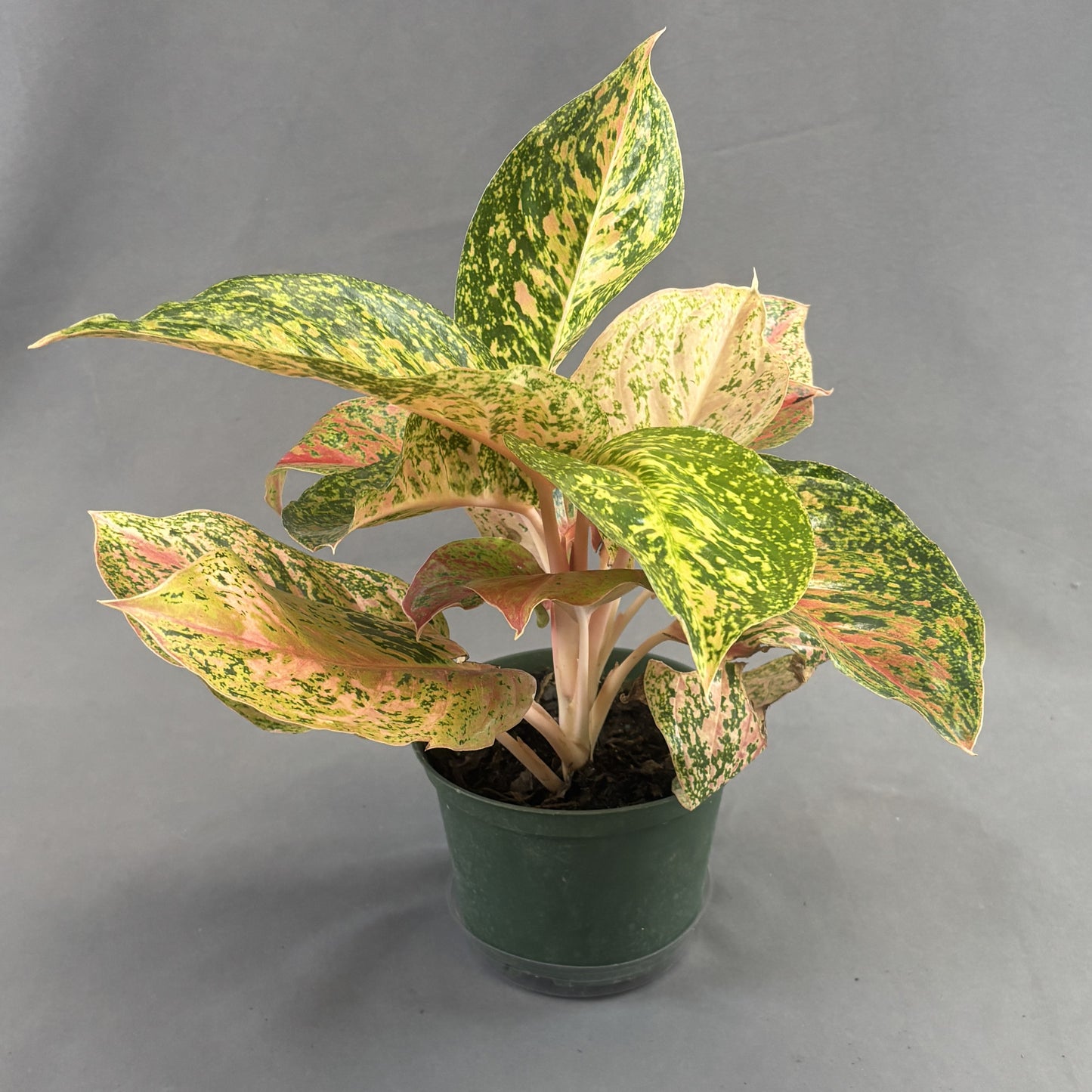 Aglaonema 'Dizzy Diamond'