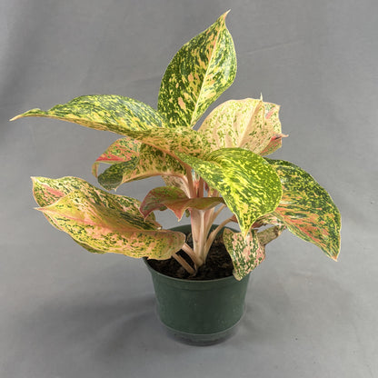 Aglaonema 'Dizzy Diamond'