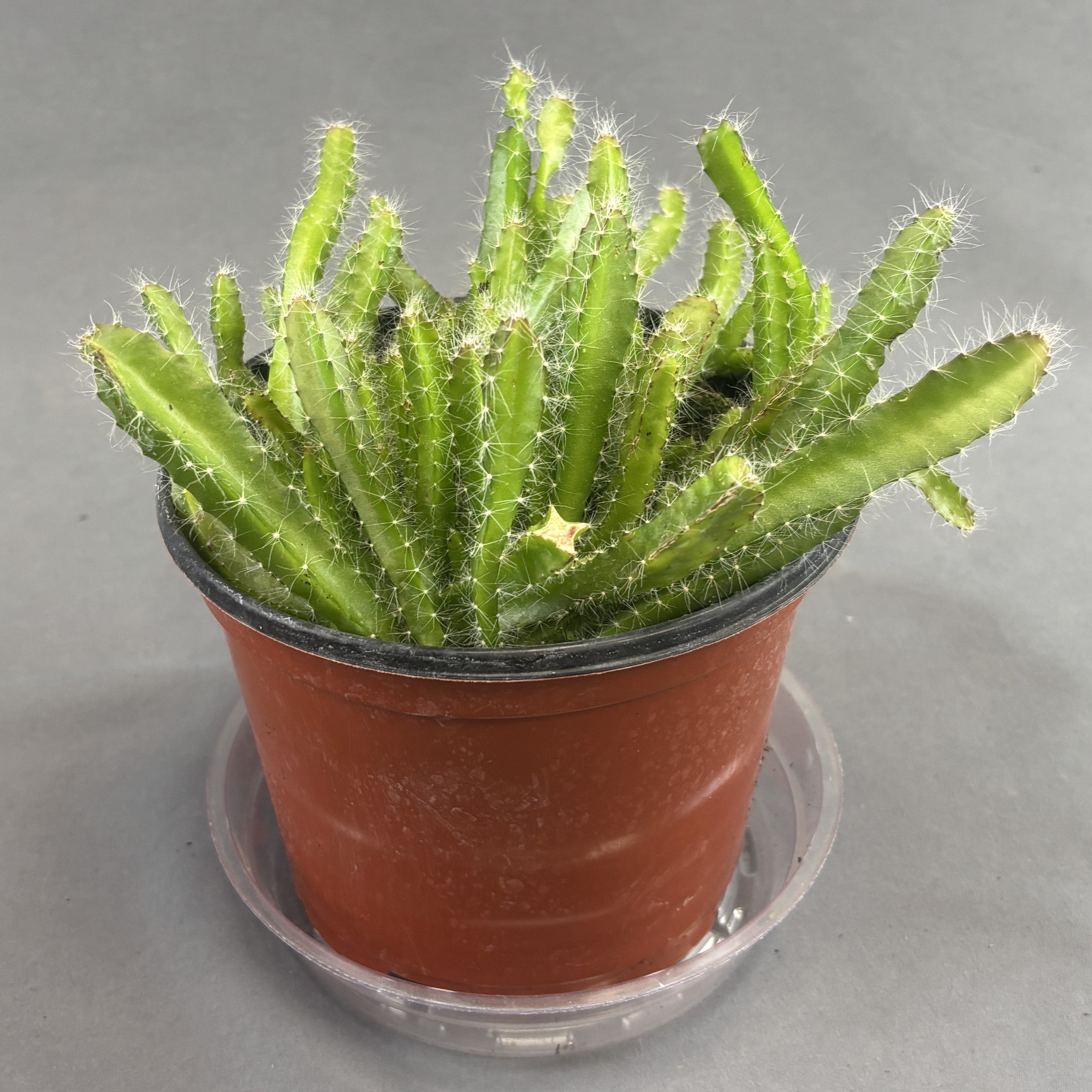 Dragon Fruit Cactus