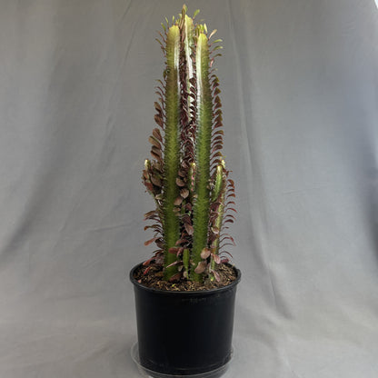 Euphorbia 'African Milk Tree'