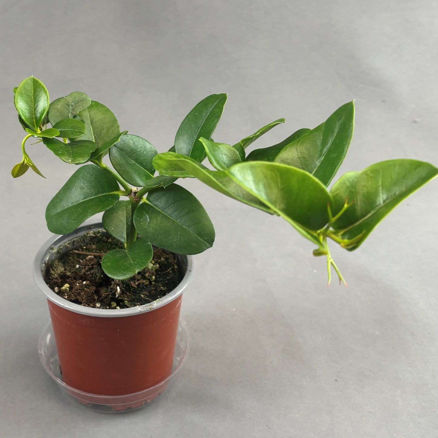 Natal Plum