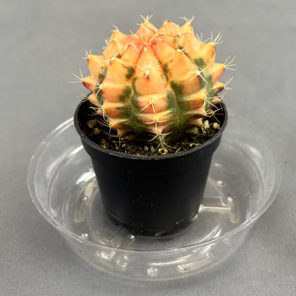 Moon Cactus