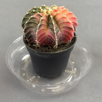 Moon Cactus