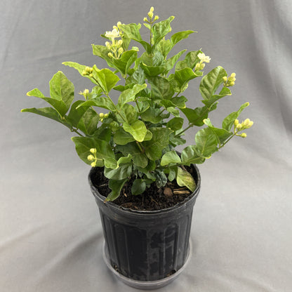 Jasmine 'Maid of Orleans'