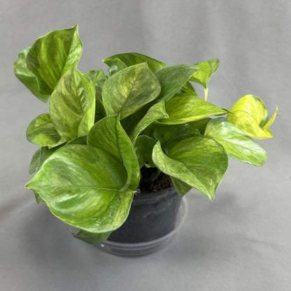 Pothos 'Lemon Top'