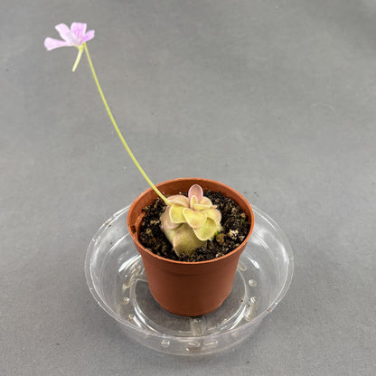 Butterwort Assorted