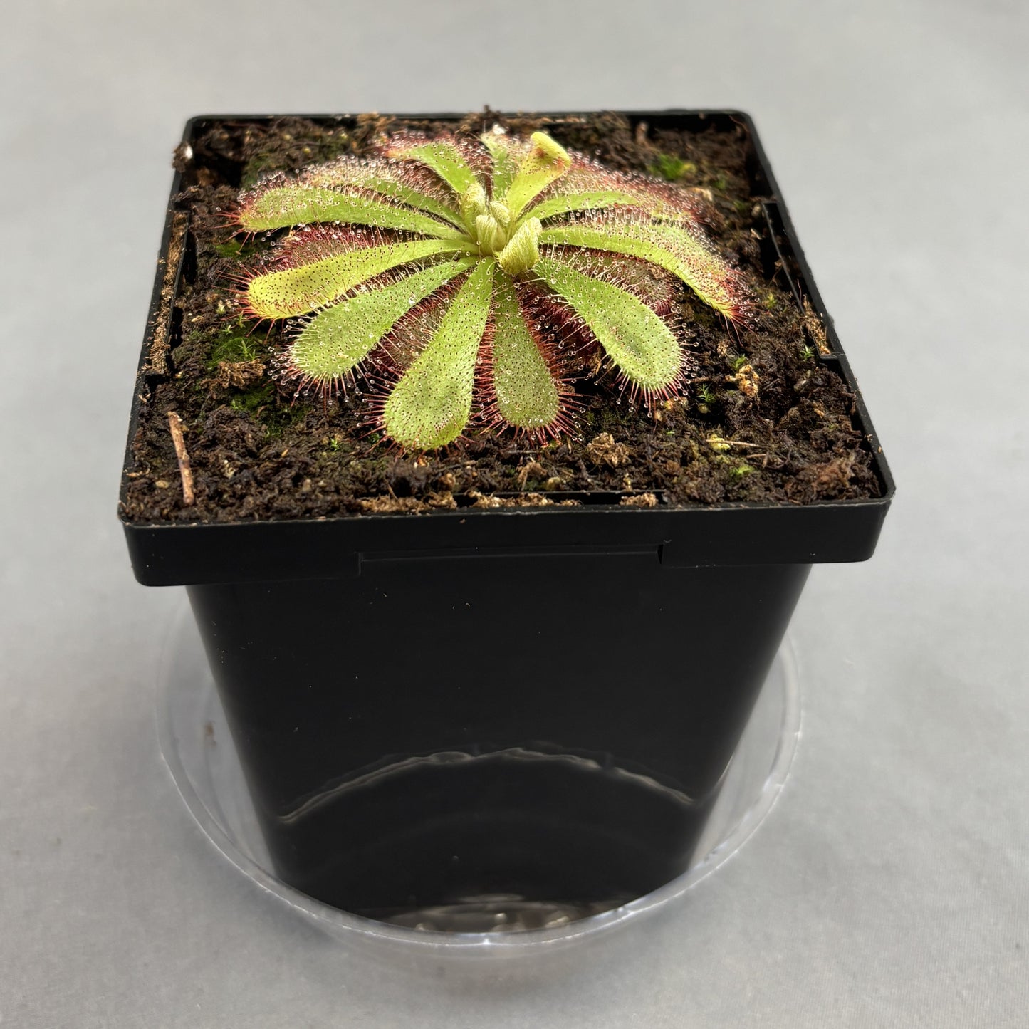 Sundew (Drosera aliciae)