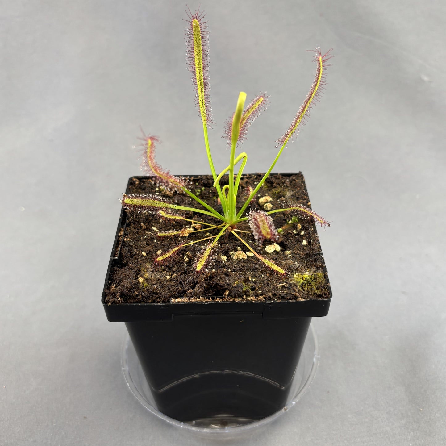 Sundew (Drosera capensis)