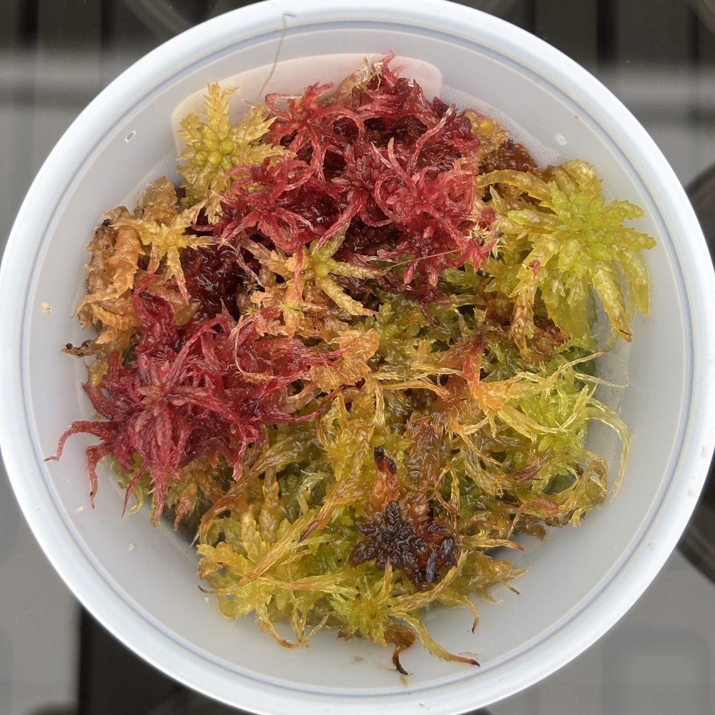 Sphagnum Moss Live