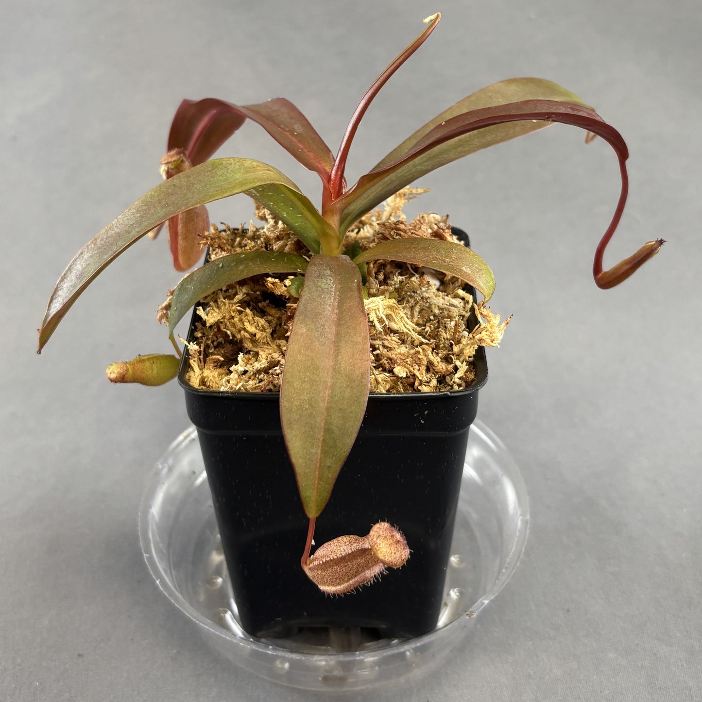 Pitcher Plant 'Rebecca Sopher'