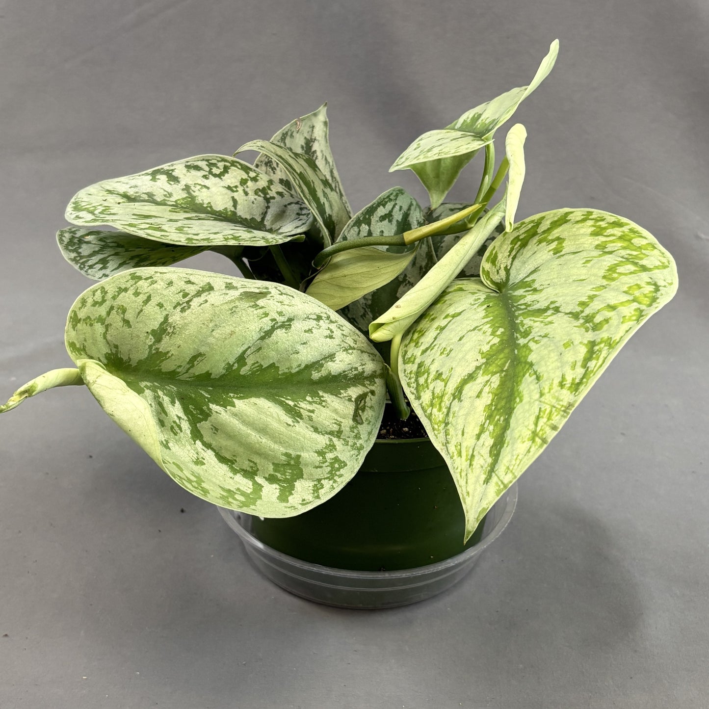 Satin Pothos 'Exotica'