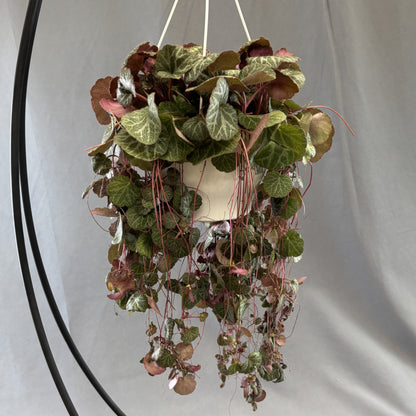 Strawberry Begonia