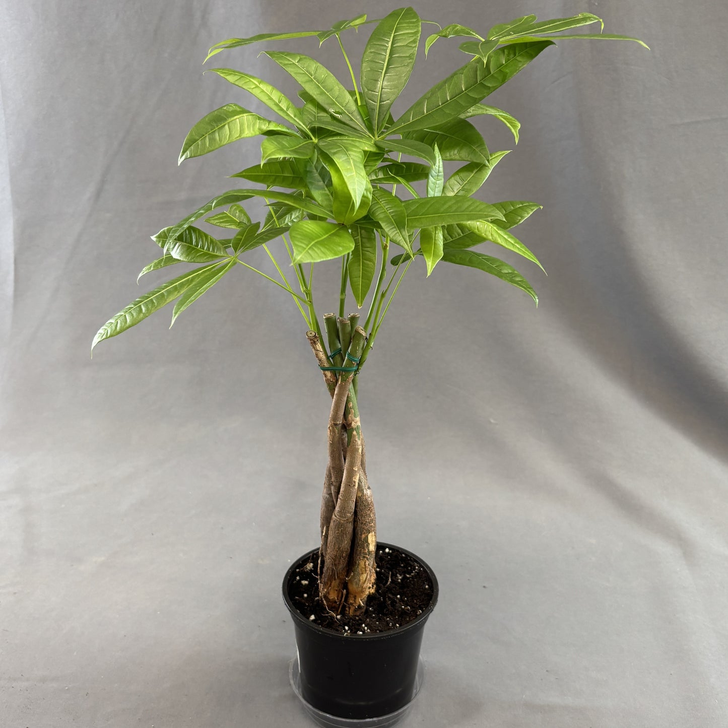 Money Tree