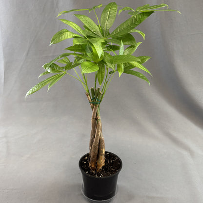 Money Tree