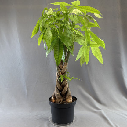 Money Tree