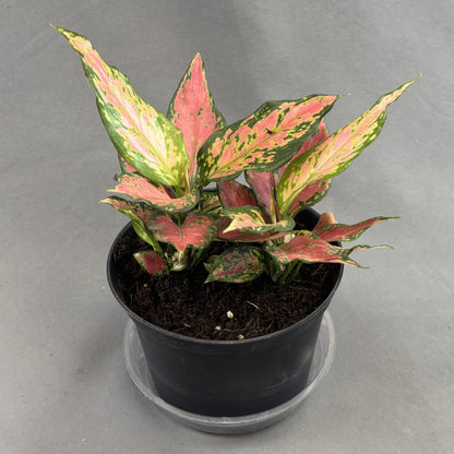 Aglaonema 'A028'