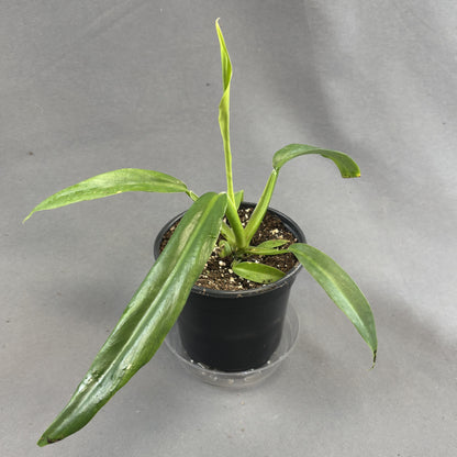 Philodendron elegans