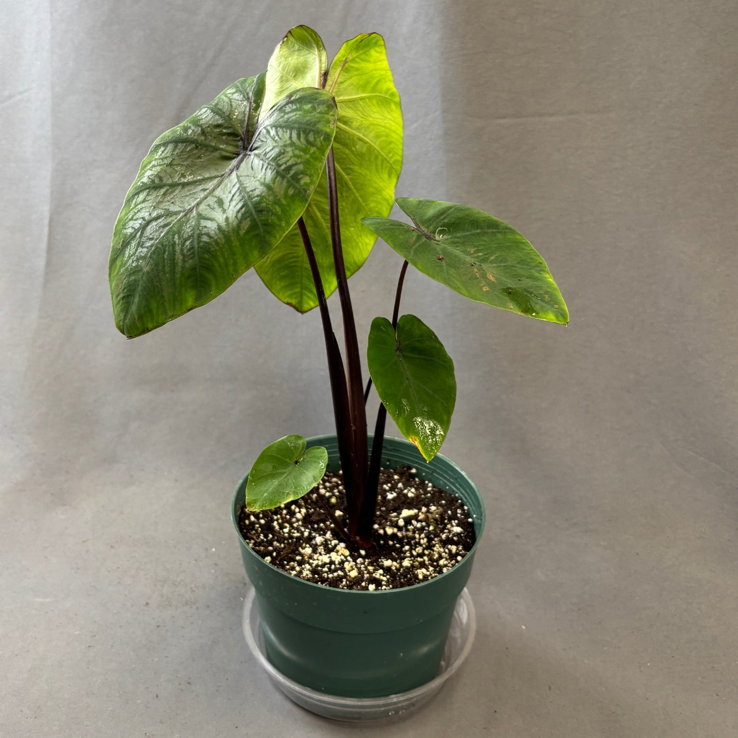 Colocasia 'Pharaoh's Mask'