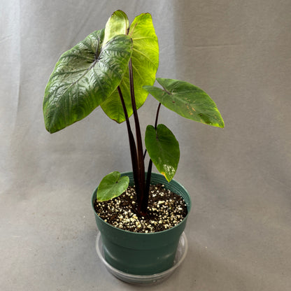Colocasia 'Pharaoh's Mask'