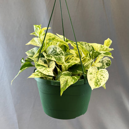 Pothos 'Snow Queen'
