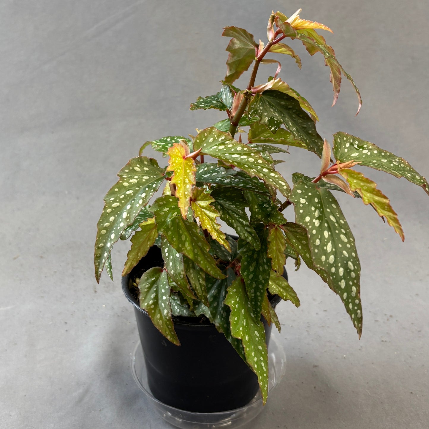 Begonia Angel Wing 'Medora'