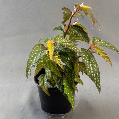 Begonia Angel Wing 'Medora'