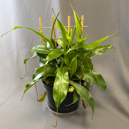 Asian Pitcher Plant