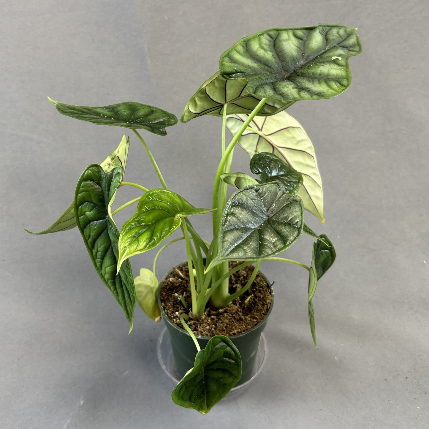 Alocasia 'Dragonscale'