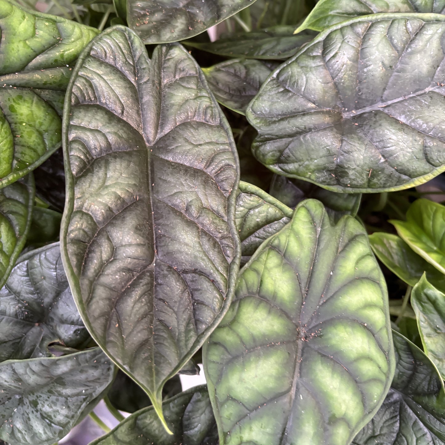 Alocasia 'Dragonscale'