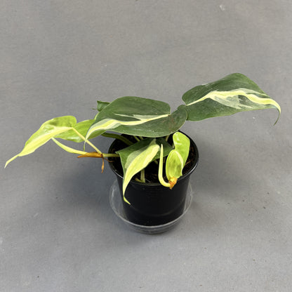 Philodendron 'Silver Stripe'