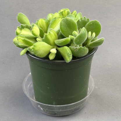 Bear's Paw Succulent