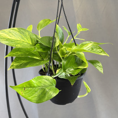 Pothos 'Neon Queen'