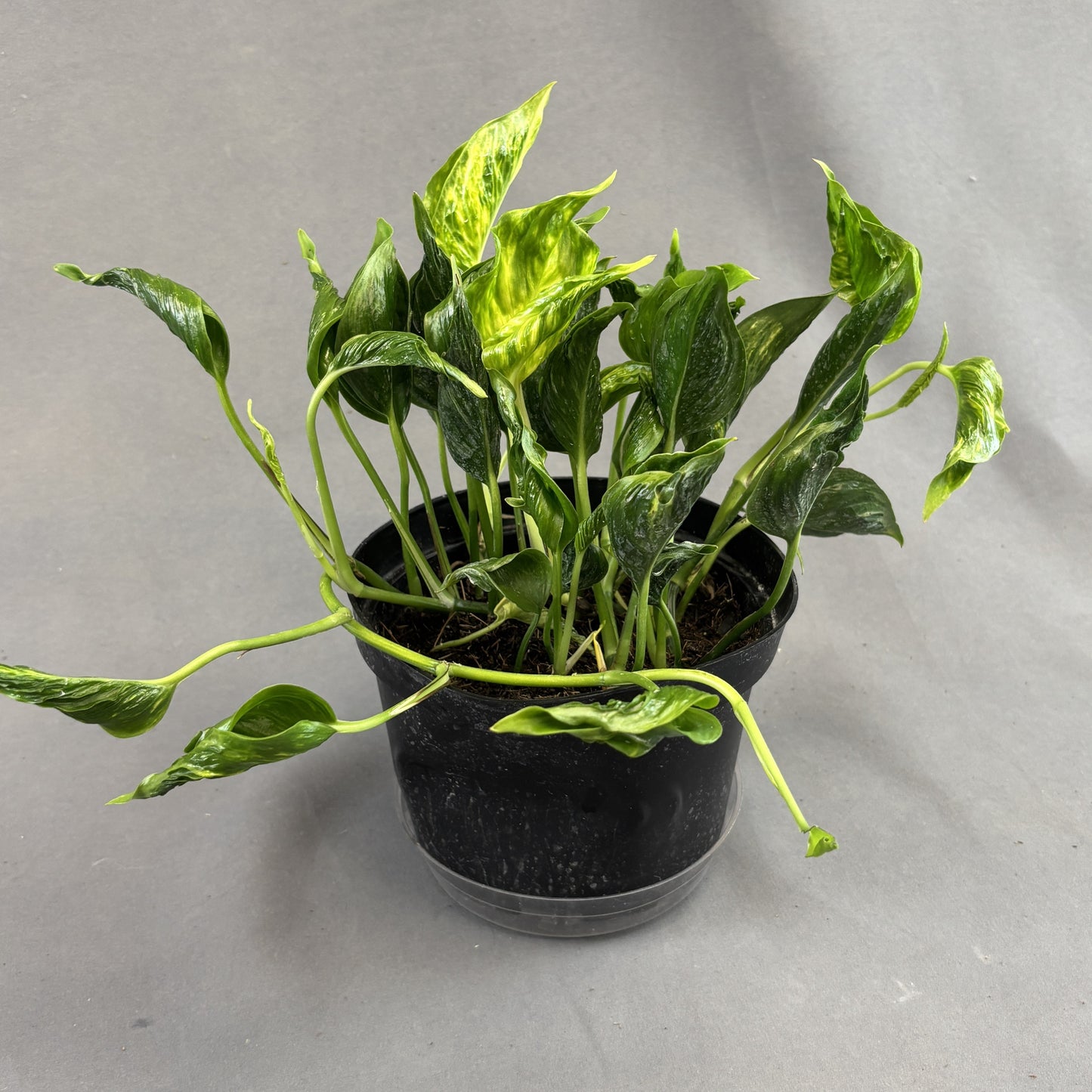 Pothos 'Shangri La'
