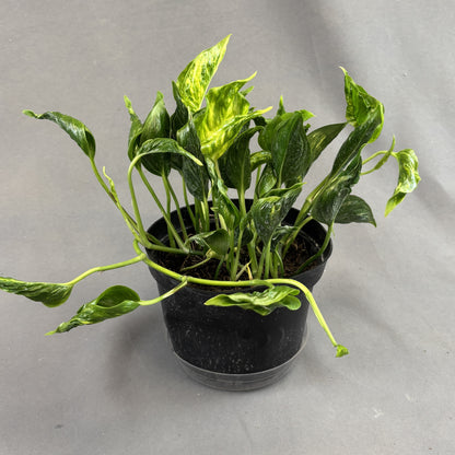 Pothos 'Shangri La'