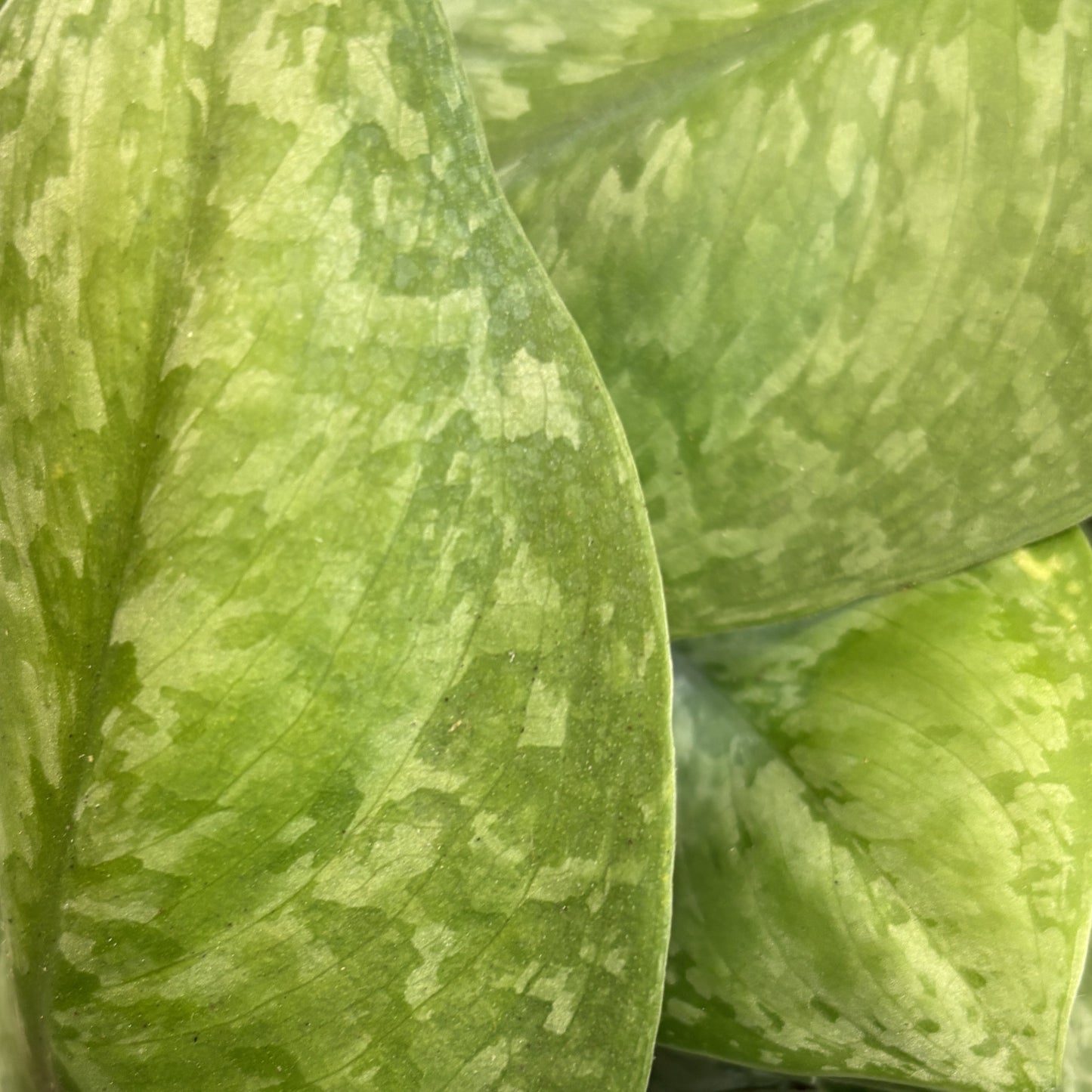 Satin Pothos 'Mount Salak'