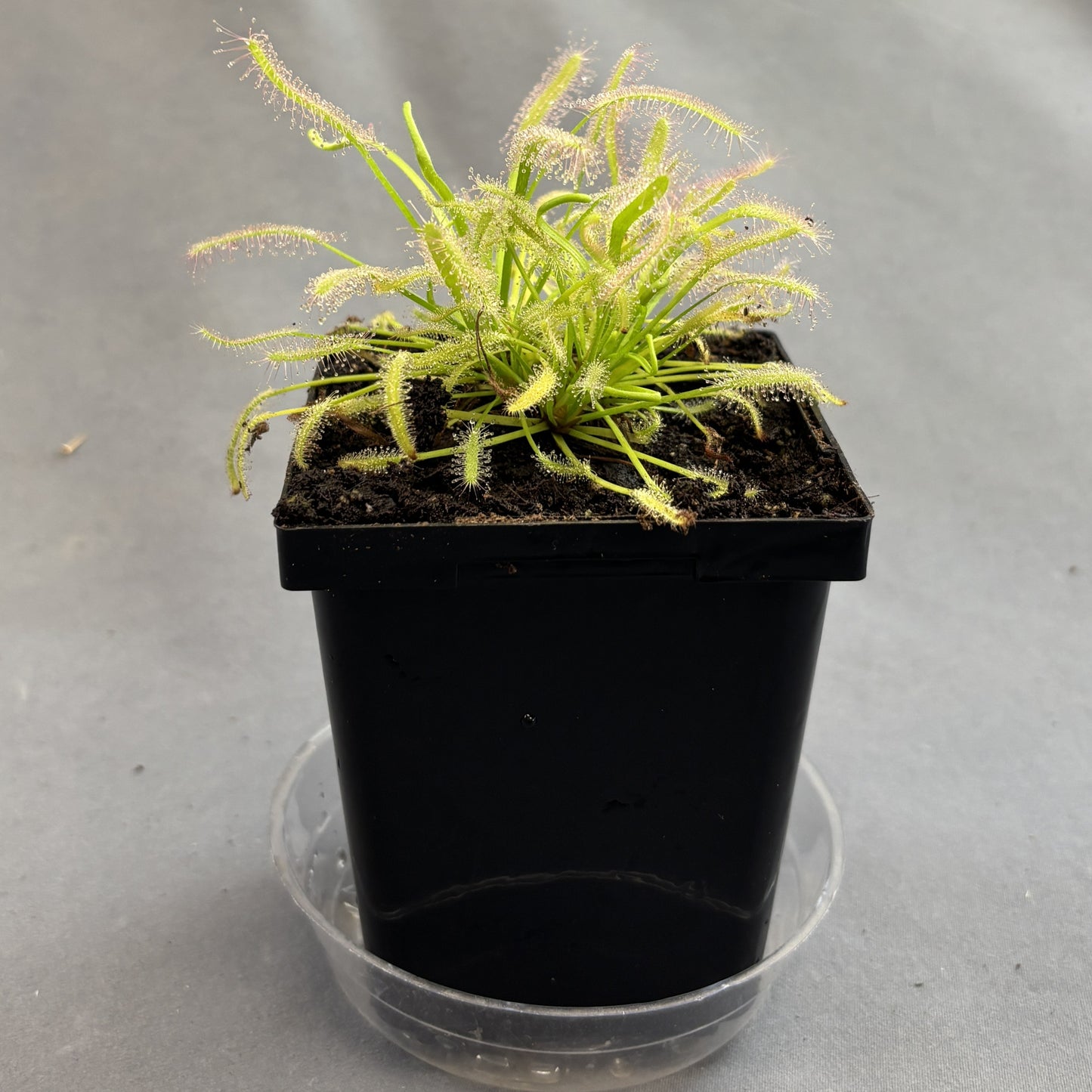 Sundew (Drosera capensis Alba)