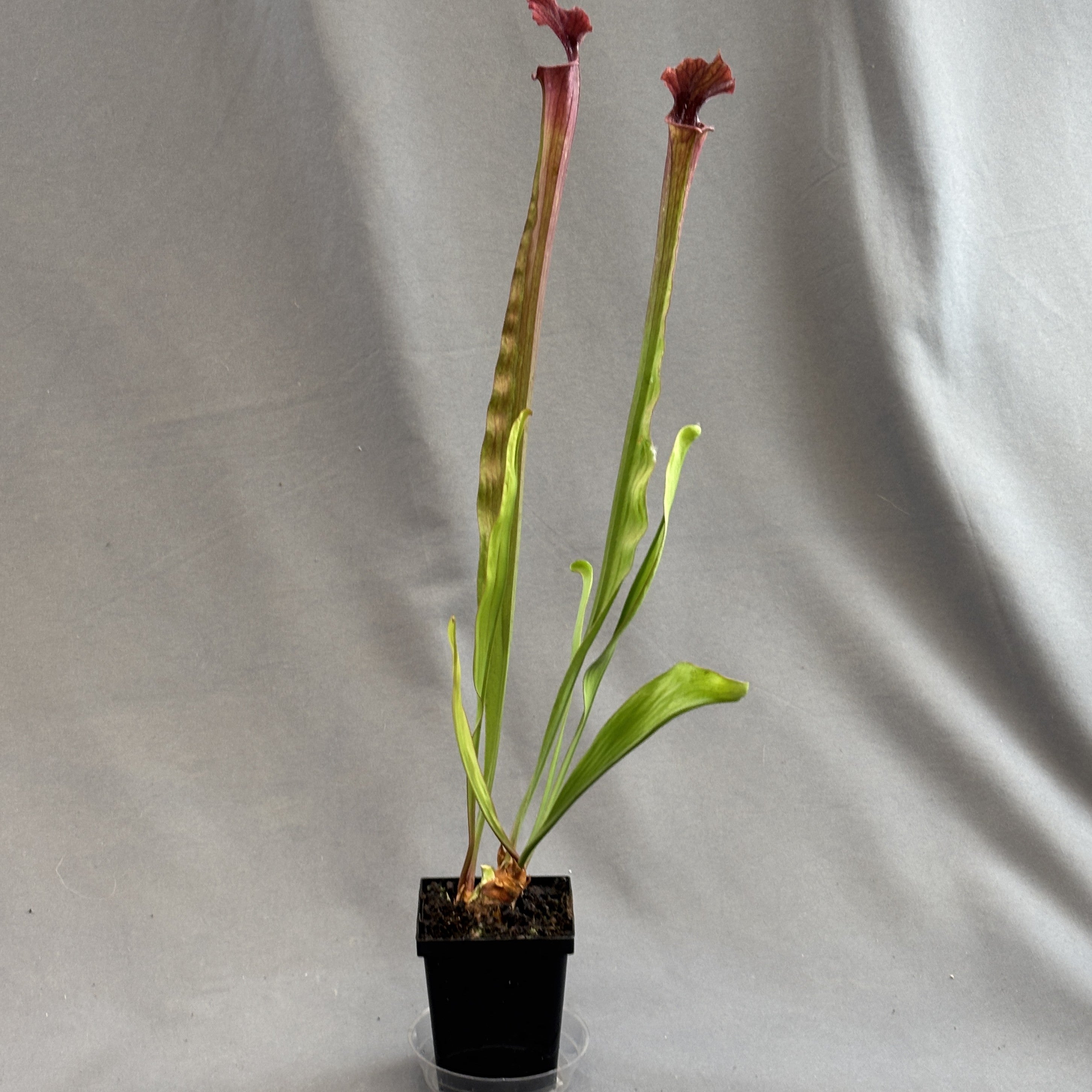 Sarracenia Assorted (Pitcher Plant)