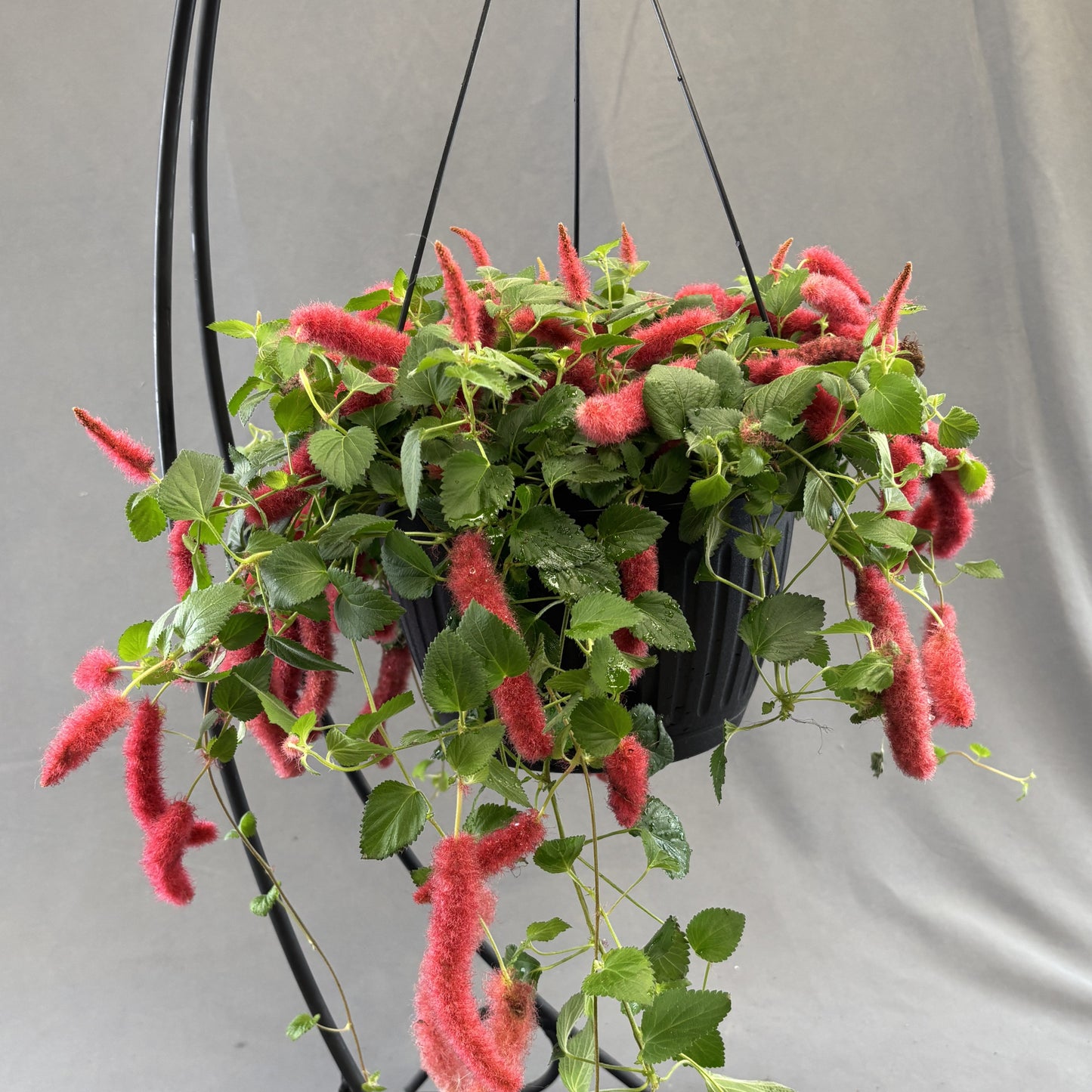 Chenille Plant