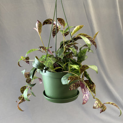 Zebra Vine