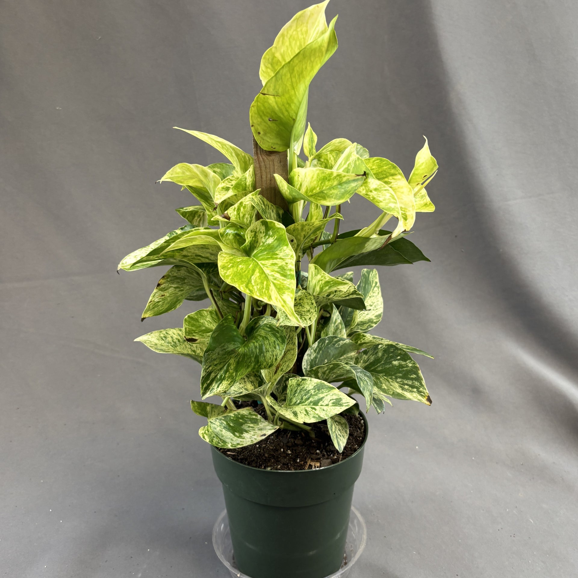 Pothos 'Dragon Tail' – Scott's Nursery Ltd