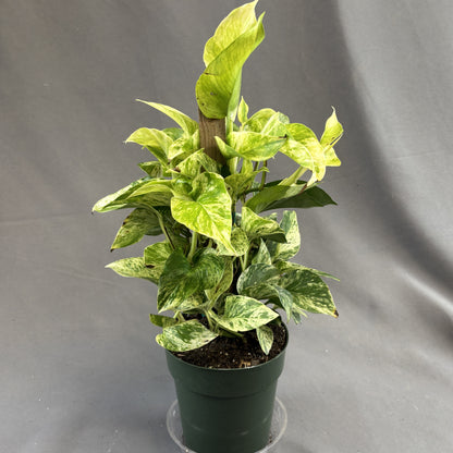 Pothos 'Dragon Tail'