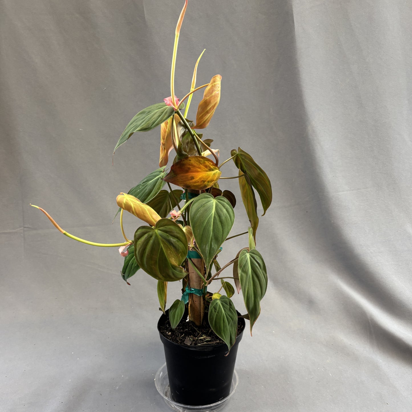 Philodendron 'Micans'