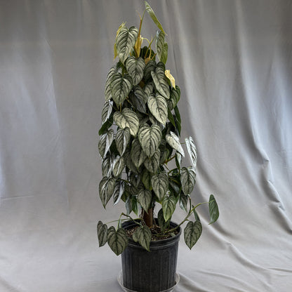 Philodendron 'Brandi'
