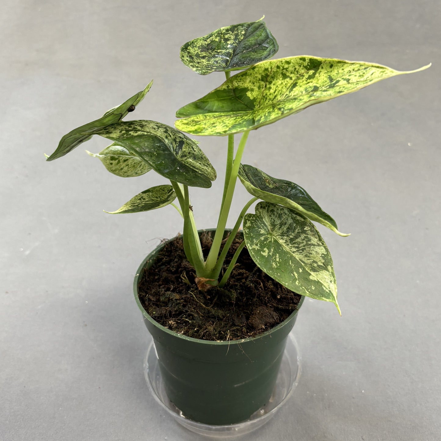 Alocasia 'Dragonscale'